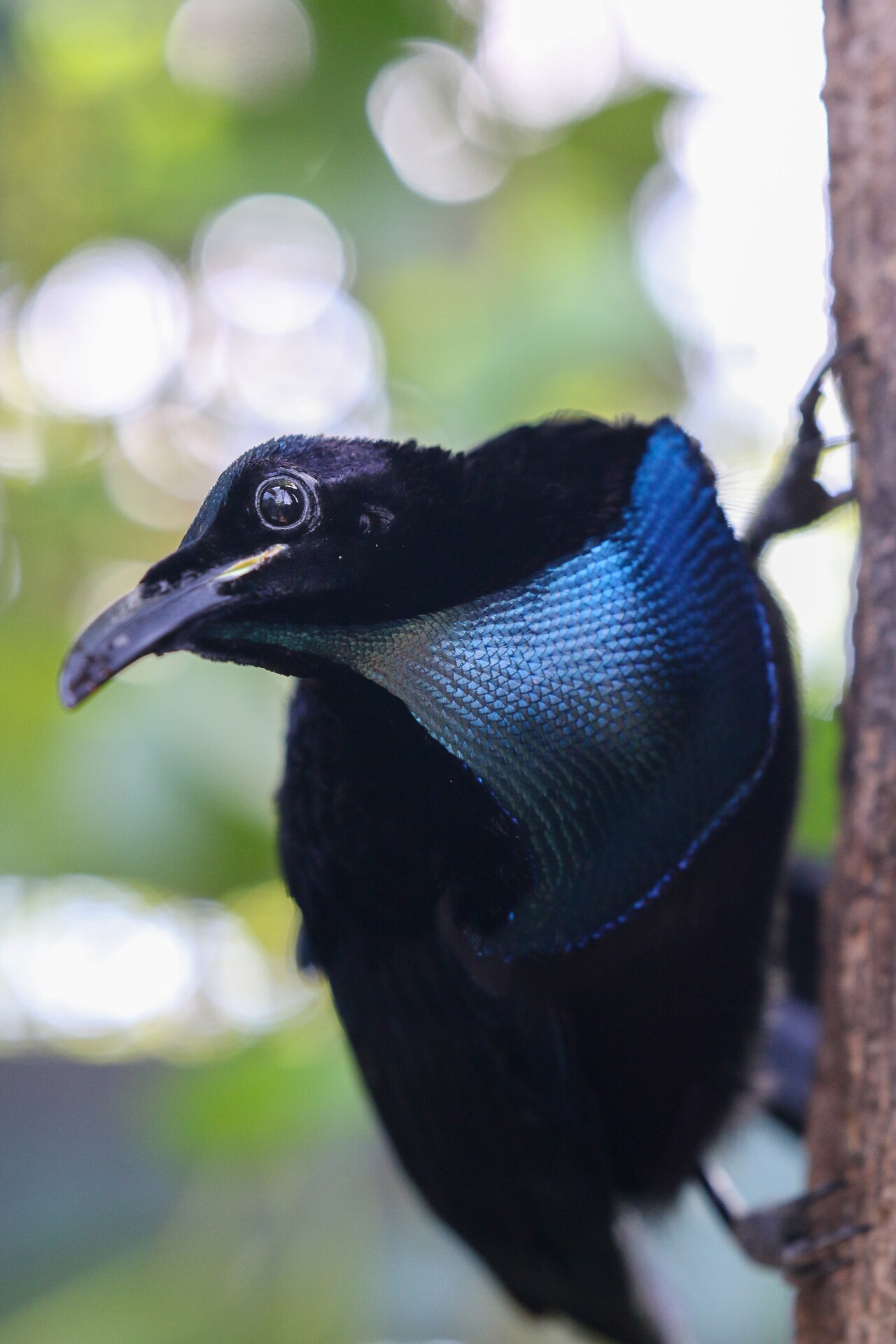 Magnificent Riflebird (Ptiloris magnificus)