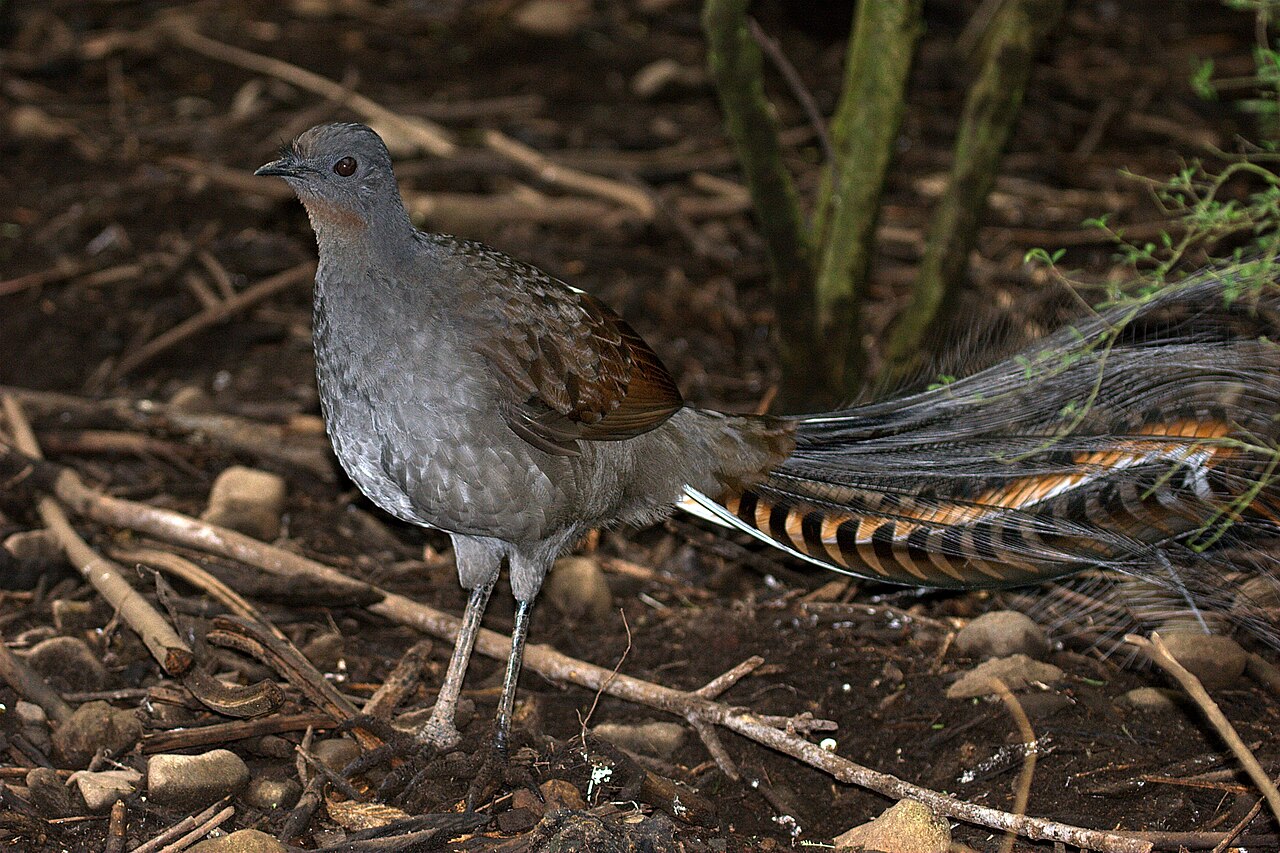 Superb Lyrebird (Menura novaehollandiae)
