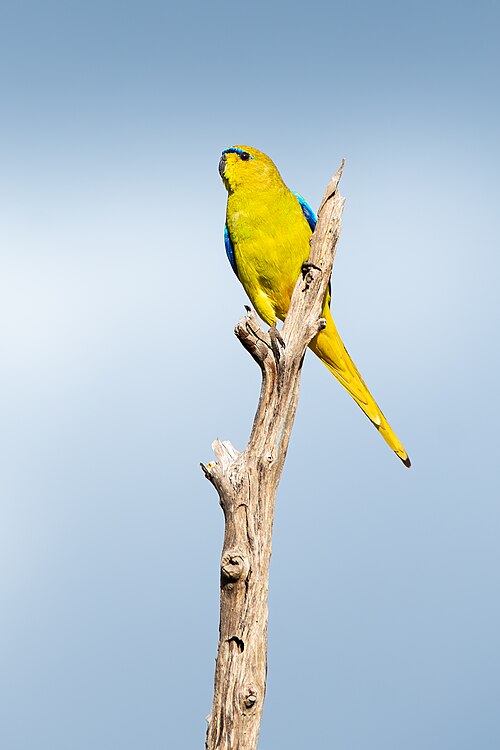 Prachtparkiet (Neophema elegans)