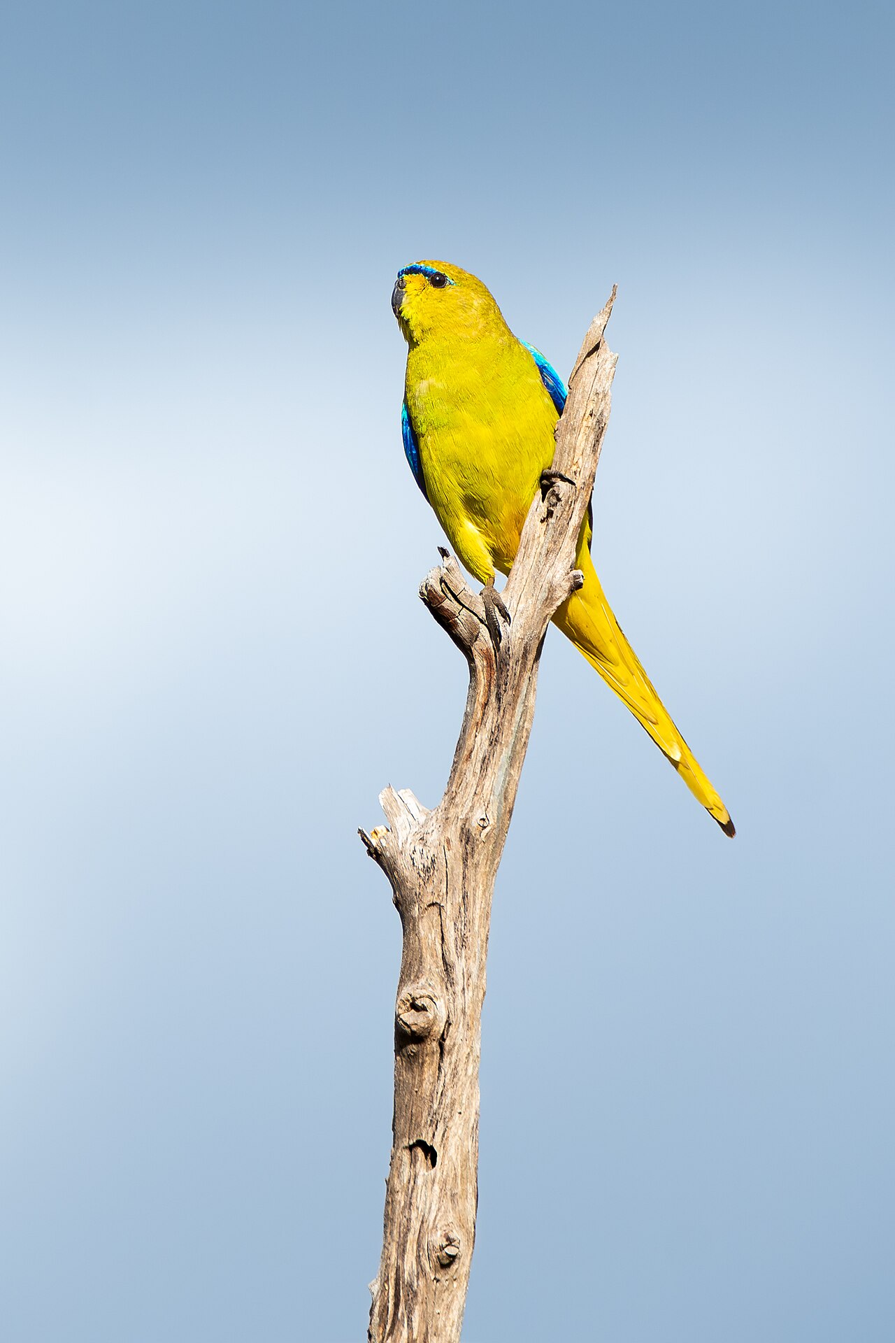 Prachtparkiet (Neophema elegans)