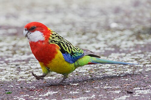 Prachtrosella (Platycercus eximius)