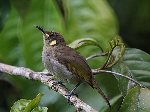 Priemsnavelhoningeter (Meliphaga gracilis)