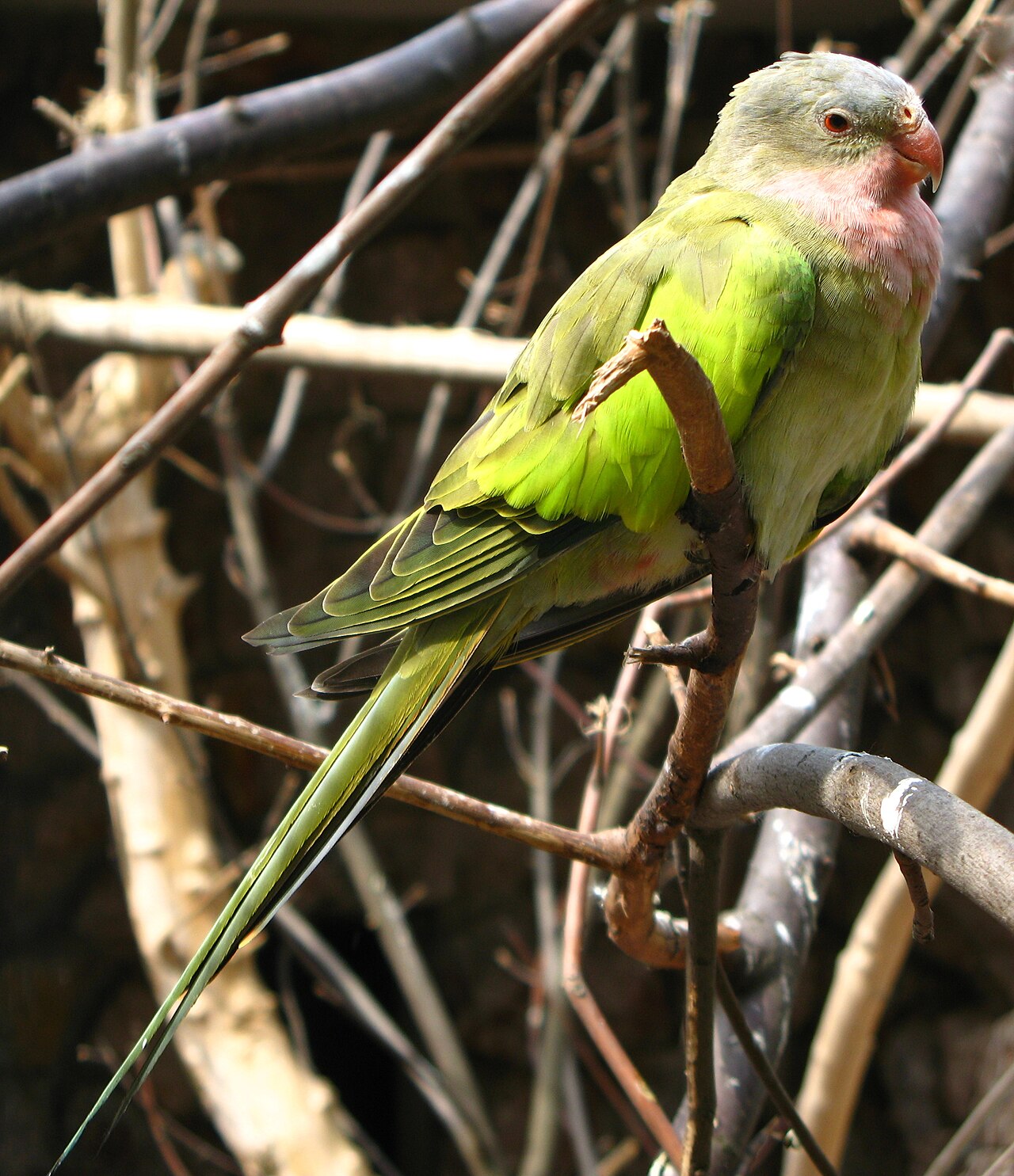 Perico princesa (Polytelis alexandrae)