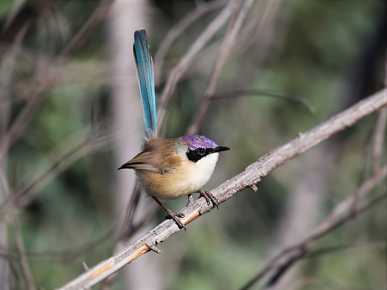 Purperkruinelfje (Malurus coronatus)