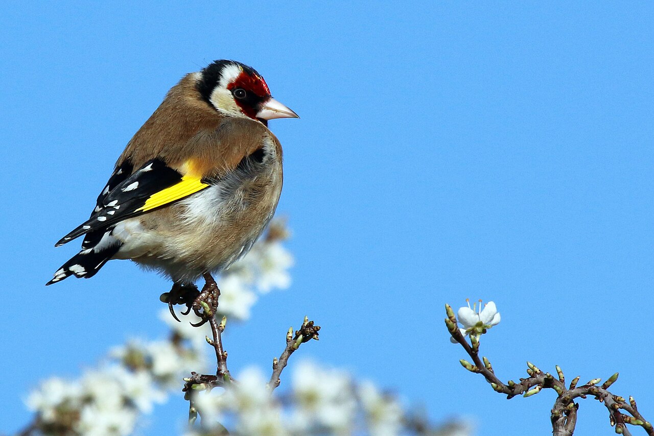 Putter (Carduelis carduelis)
