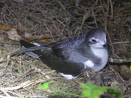 Pycroft-stormvogel (Pterodroma pycrofti)