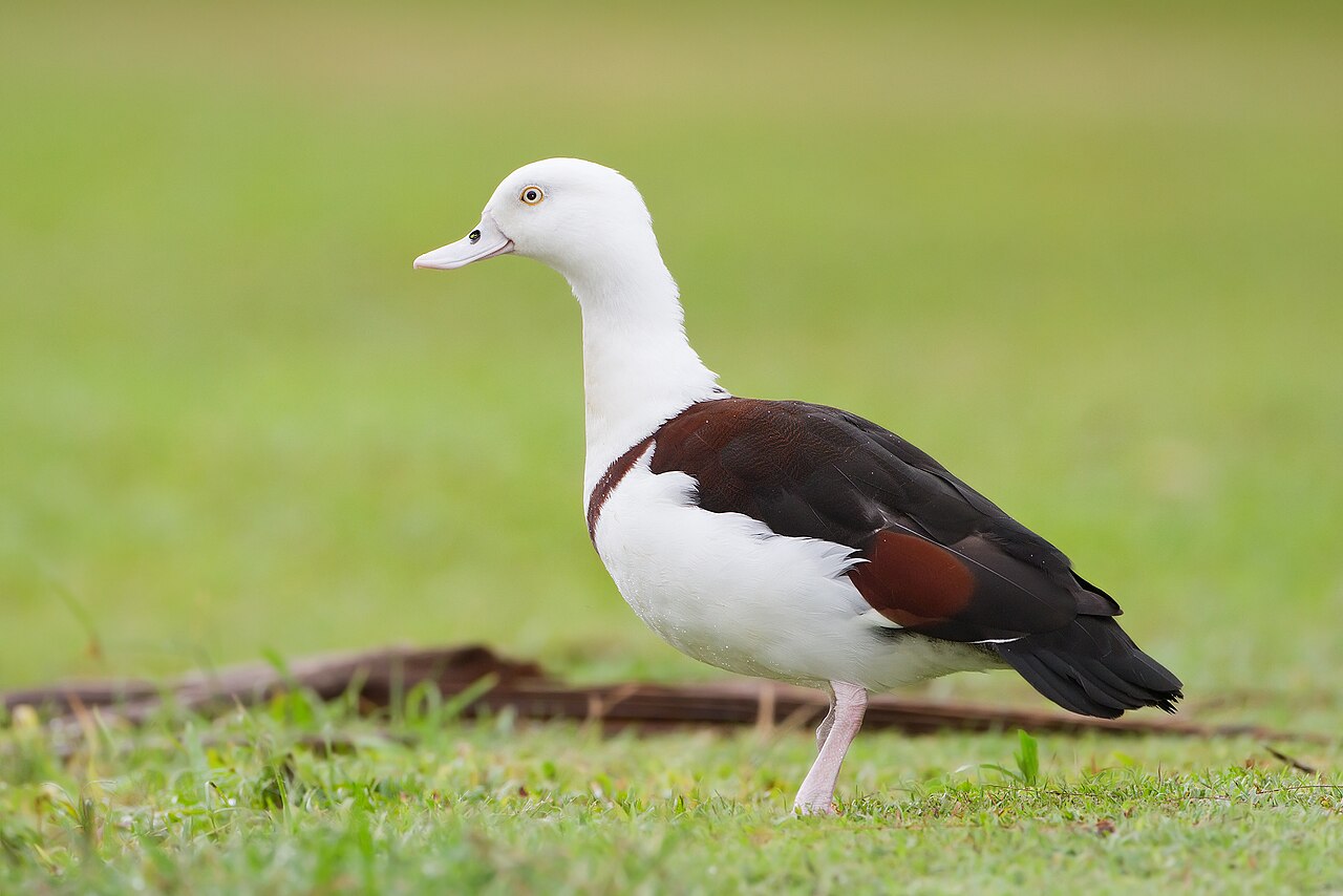 Tarro rajá (Radjah radjah)