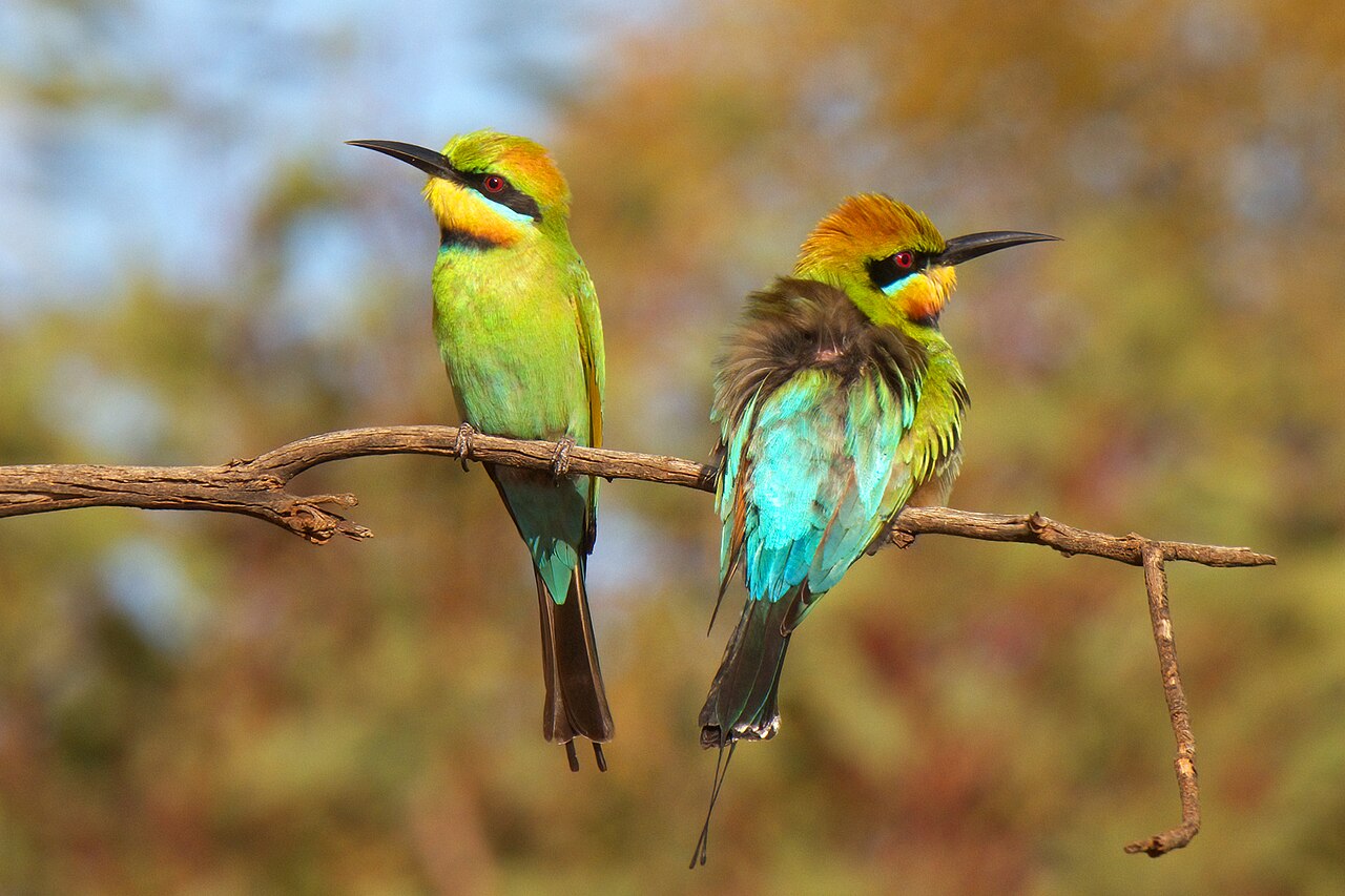 Abejaruco australiano (Merops ornatus)