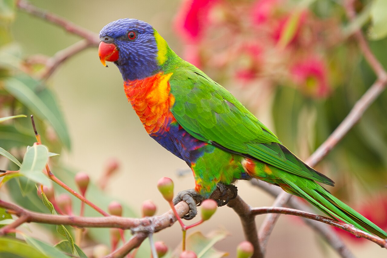 Regenbooglori (Trichoglossus moluccanus)