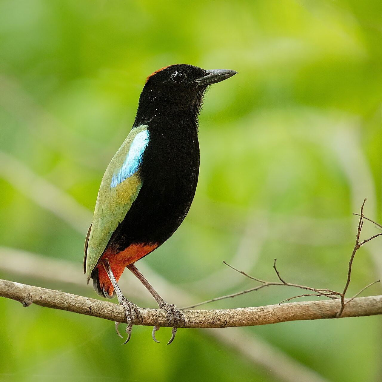 Rainbow Pitta (Pitta iris)