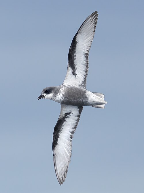 Regenstormvogel (Pterodroma inexpectata)