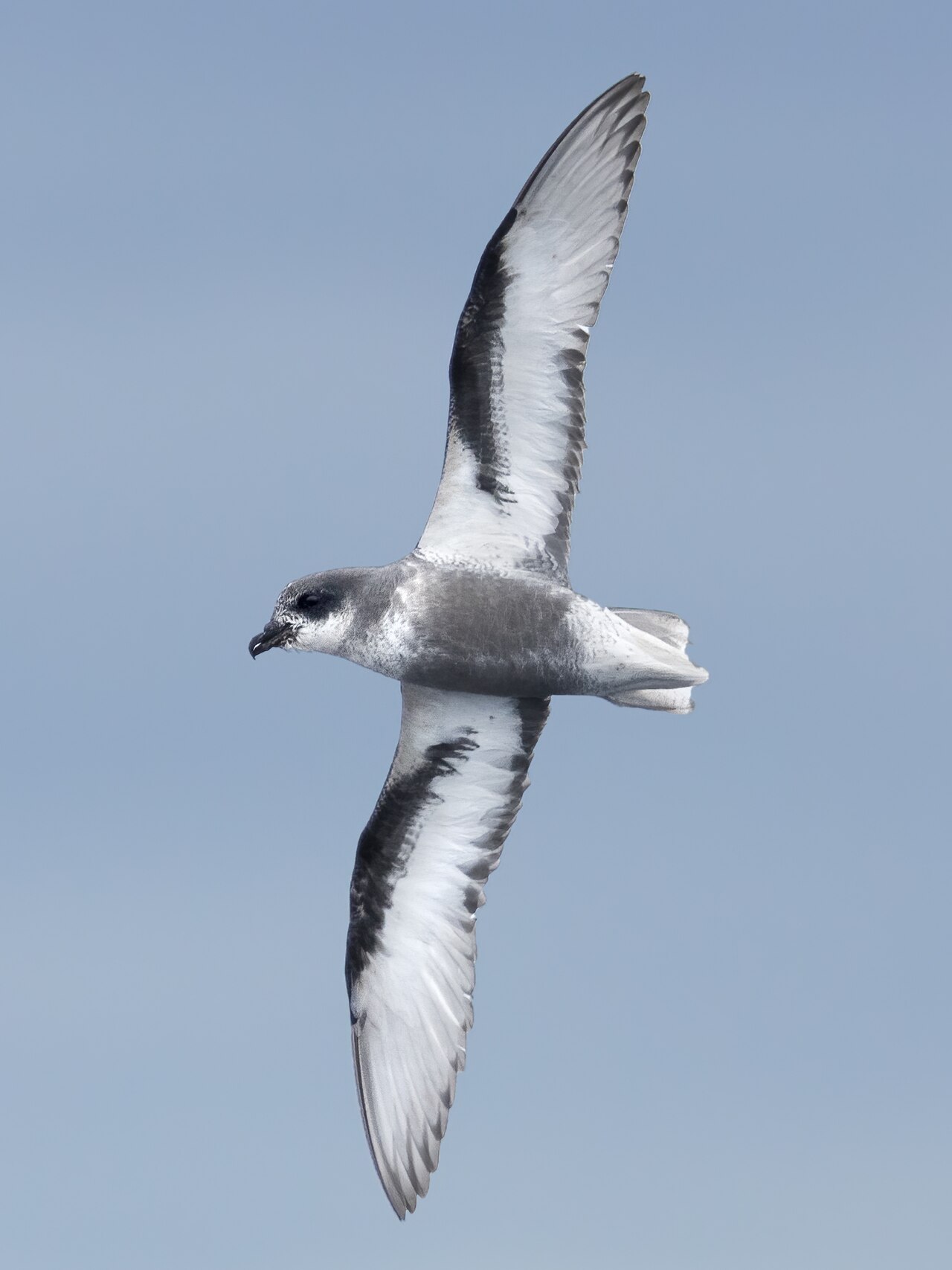Regenstormvogel (Pterodroma inexpectata)