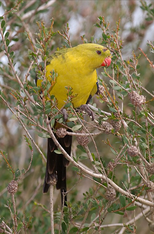 Regentparkiet (Polytelis anthopeplus)