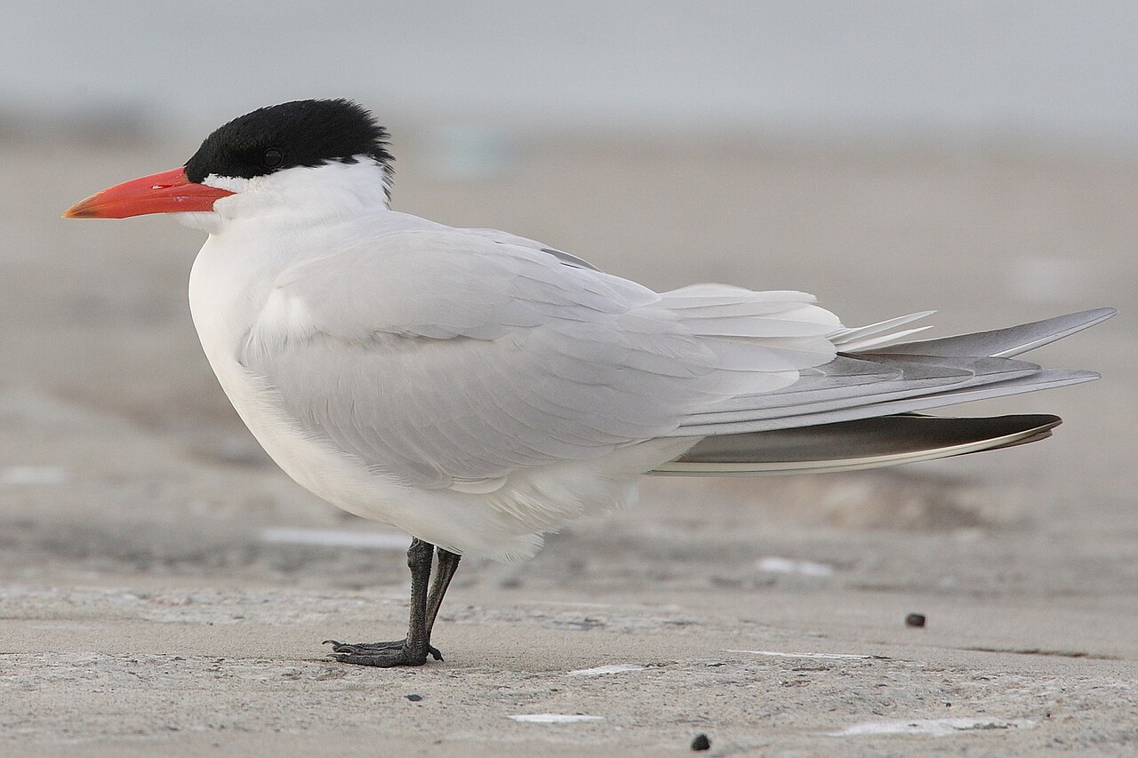 Charrán piquirroja (Hydroprogne caspia)