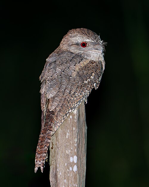 Reuzenuilnachtzwaluw (Podargus papuensis)