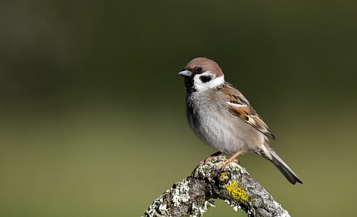 Ringmus (Passer montanus)