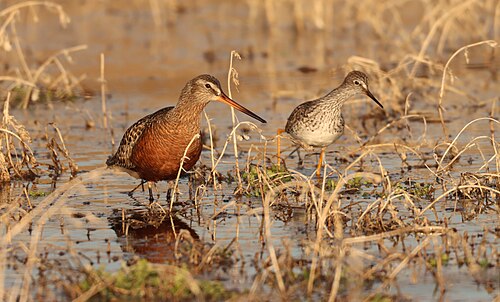Rode grutto (Limosa haemastica)
