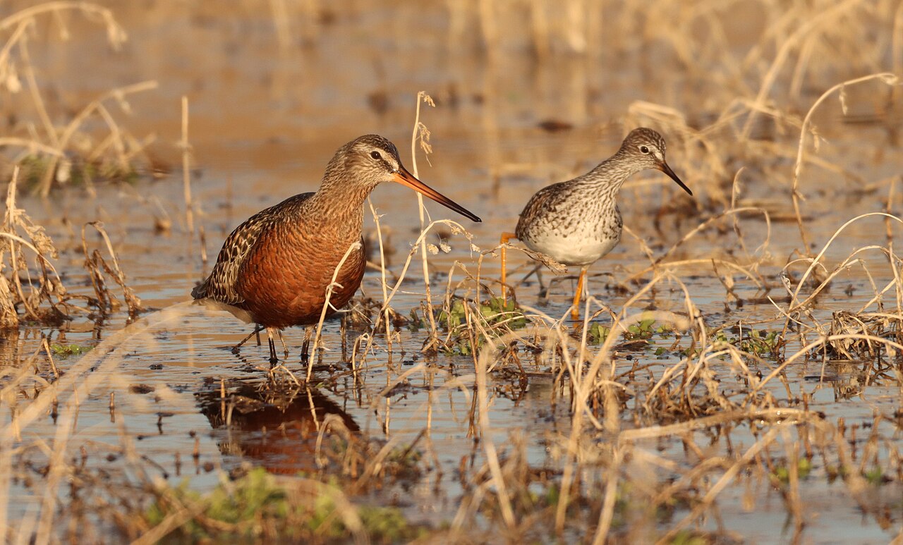 Rode grutto (Limosa haemastica)