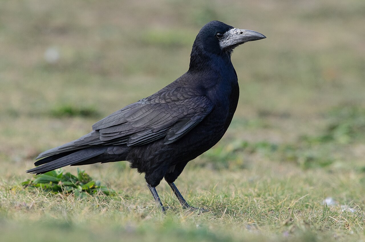Roek (Corvus frugilegus)