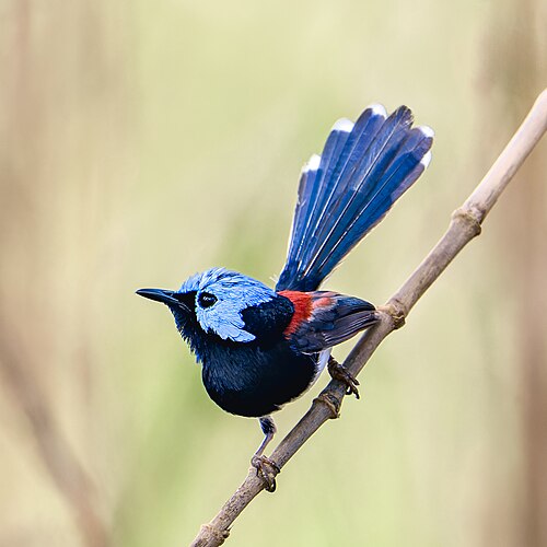 Roestflankelfje (Malurus amabilis)