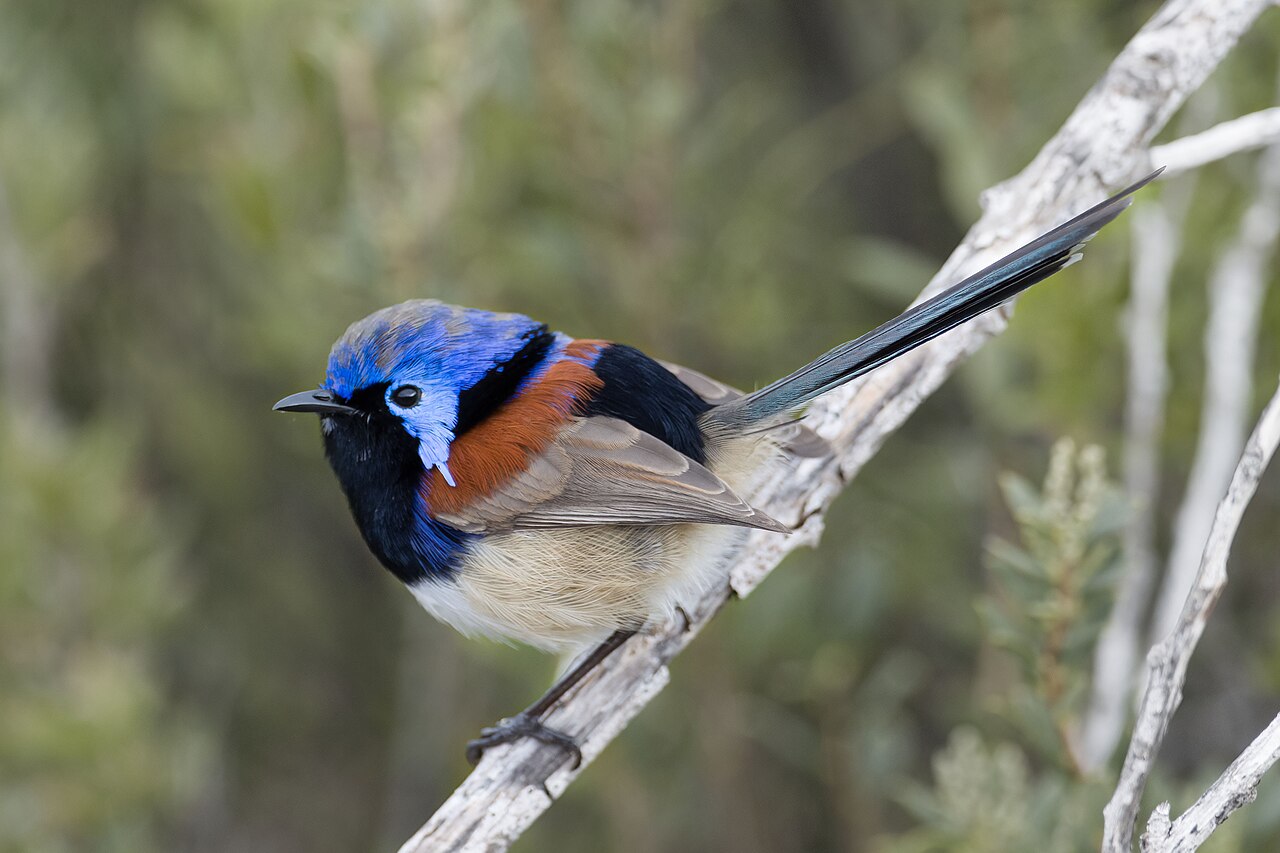 Purple-backed Fairywren (Malurus assimilis)