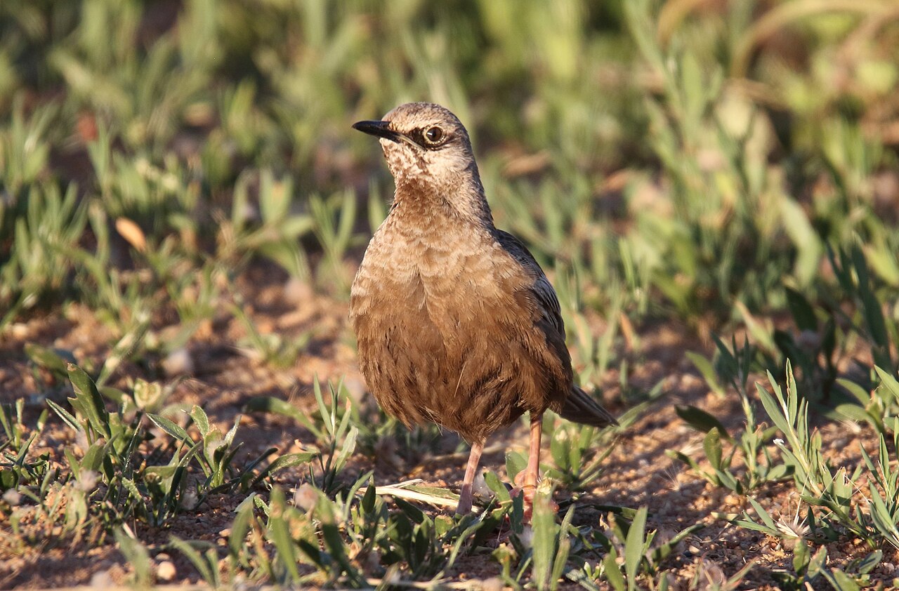Yerbera parda (Cincloramphus cruralis)