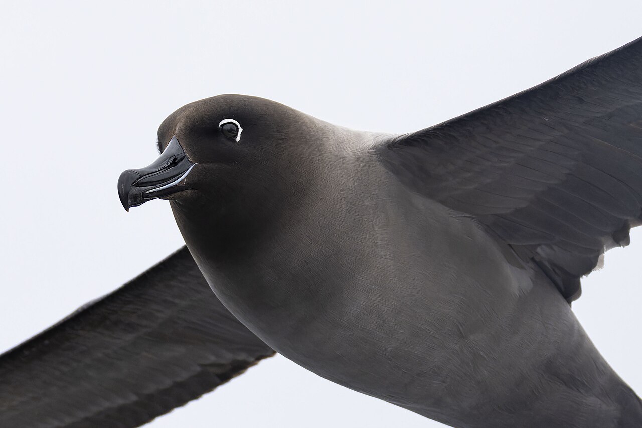 Roetkopalbatros (Phoebetria palpebrata)