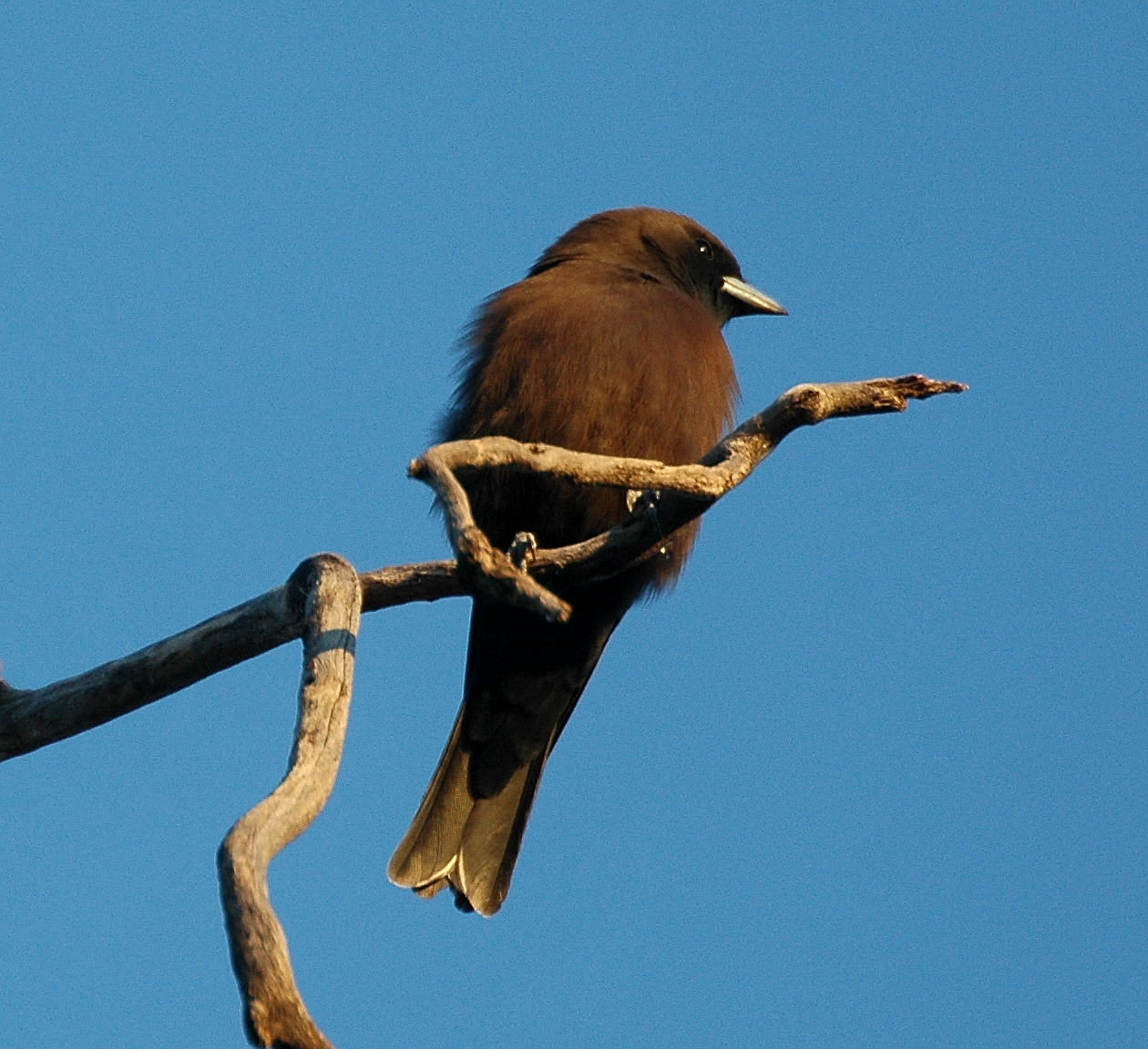 Roetspitsvogel (Artamus minor)