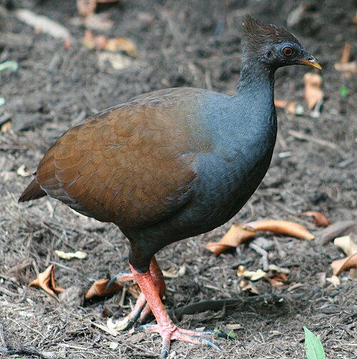 Rood boshoen (Megapodius reinwardt)