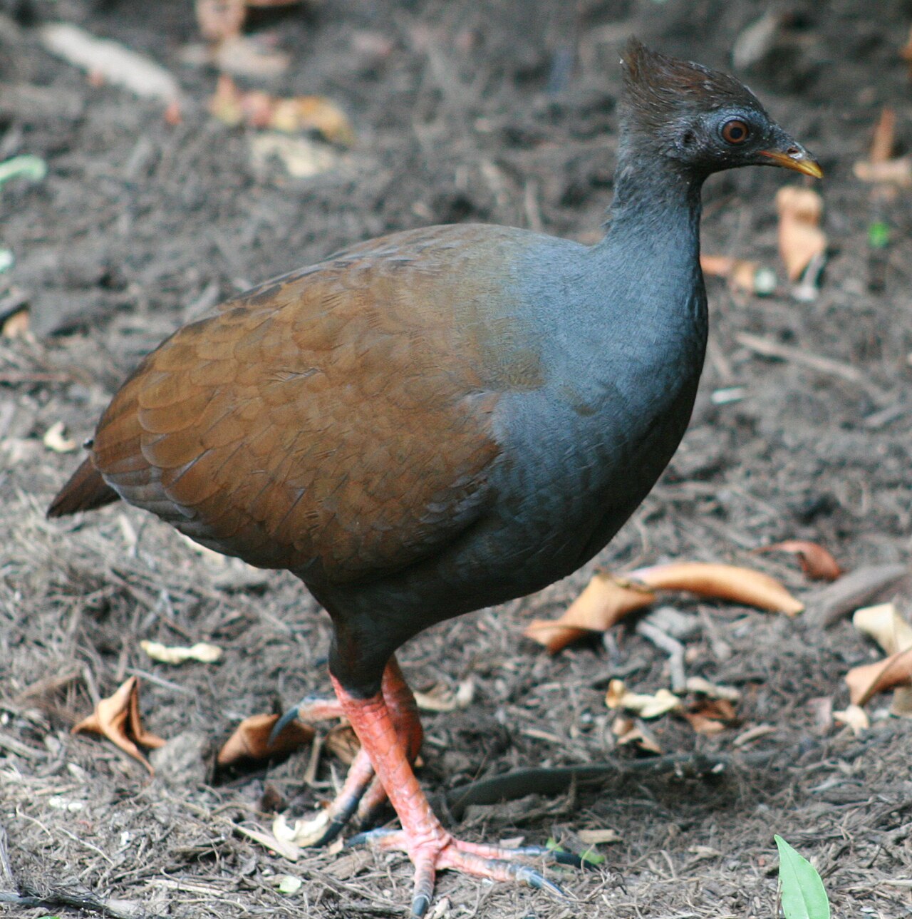 Rood boshoen (Megapodius reinwardt)