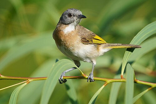 Roodborsthoningeter (Conopophila albogularis)