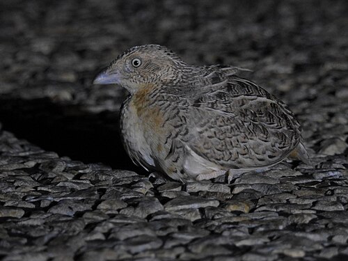 Roodborstvechtkwartel (Turnix pyrrhothorax)
