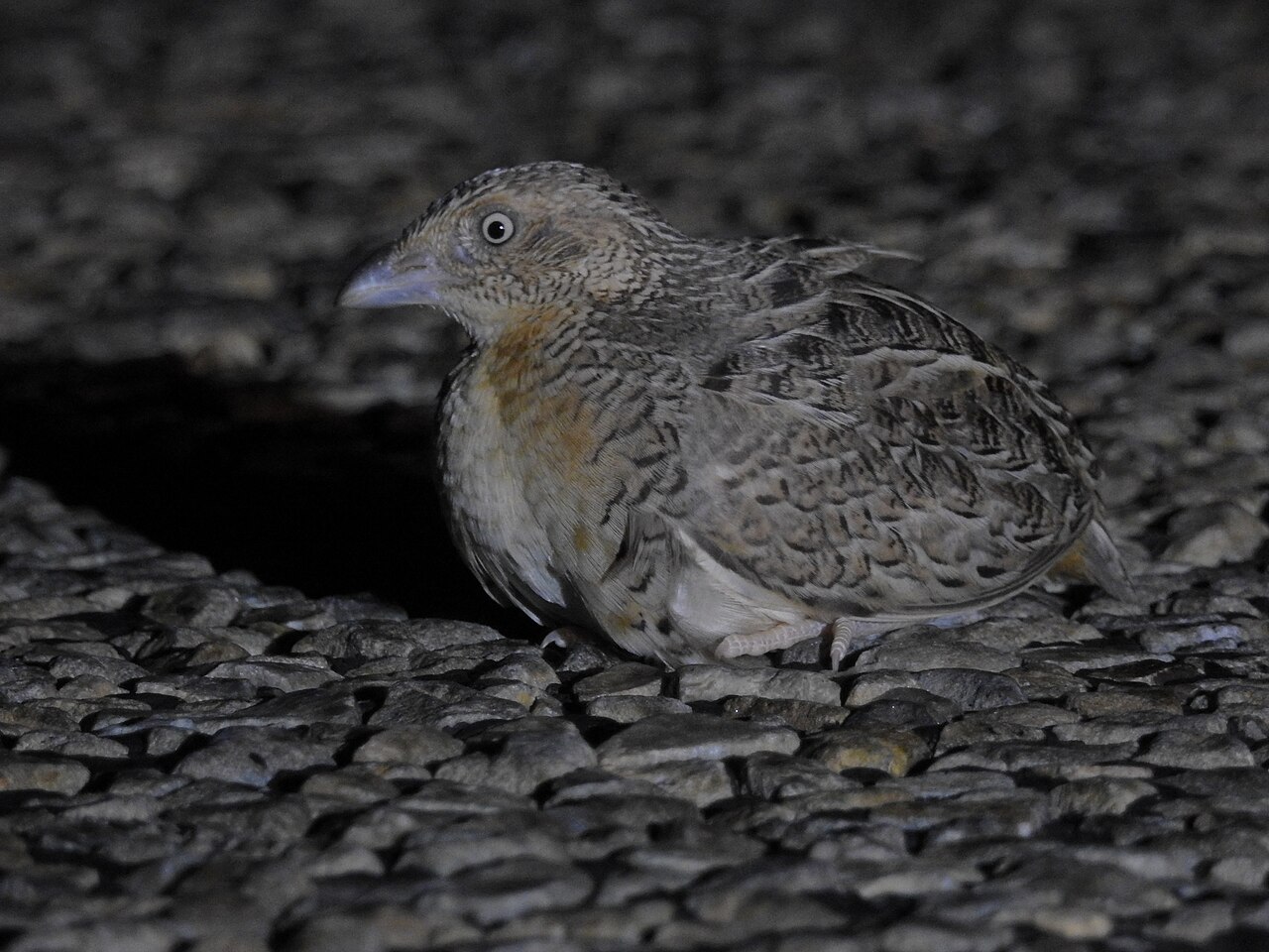 Torillo pechirrufo (Turnix pyrrhothorax)