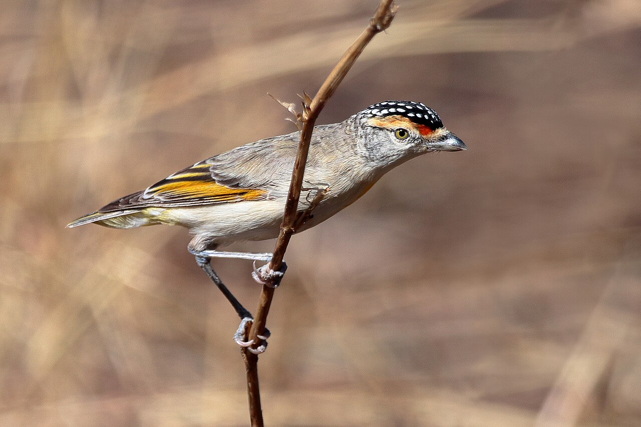 Pardalote cejirrojo (Pardalotus rubricatus)