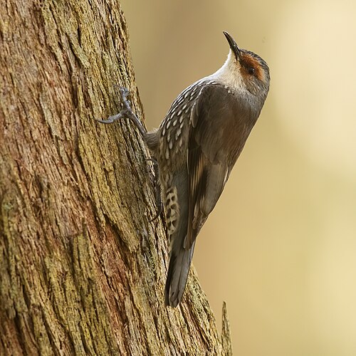 Roodbrauwkruiper (Climacteris erythrops)