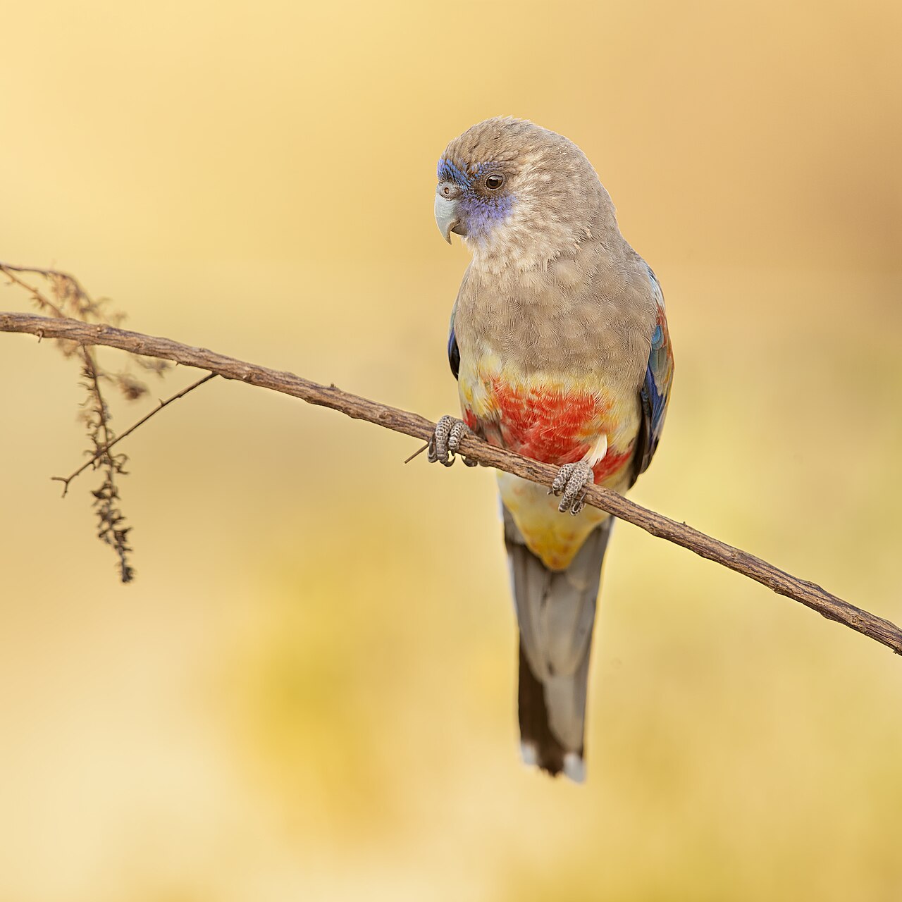 Roodbuikparkiet (Northiella haematogaster)