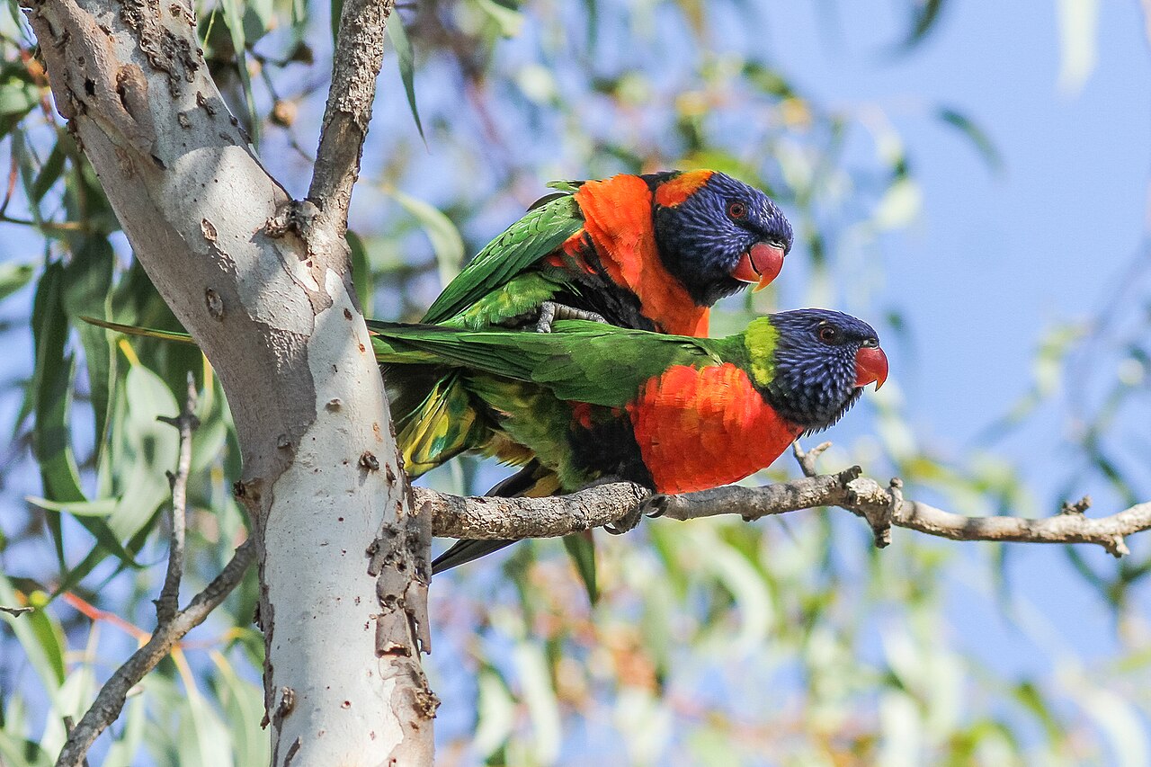 Red-collared Lorikeet (Trichoglossus rubritorquis)