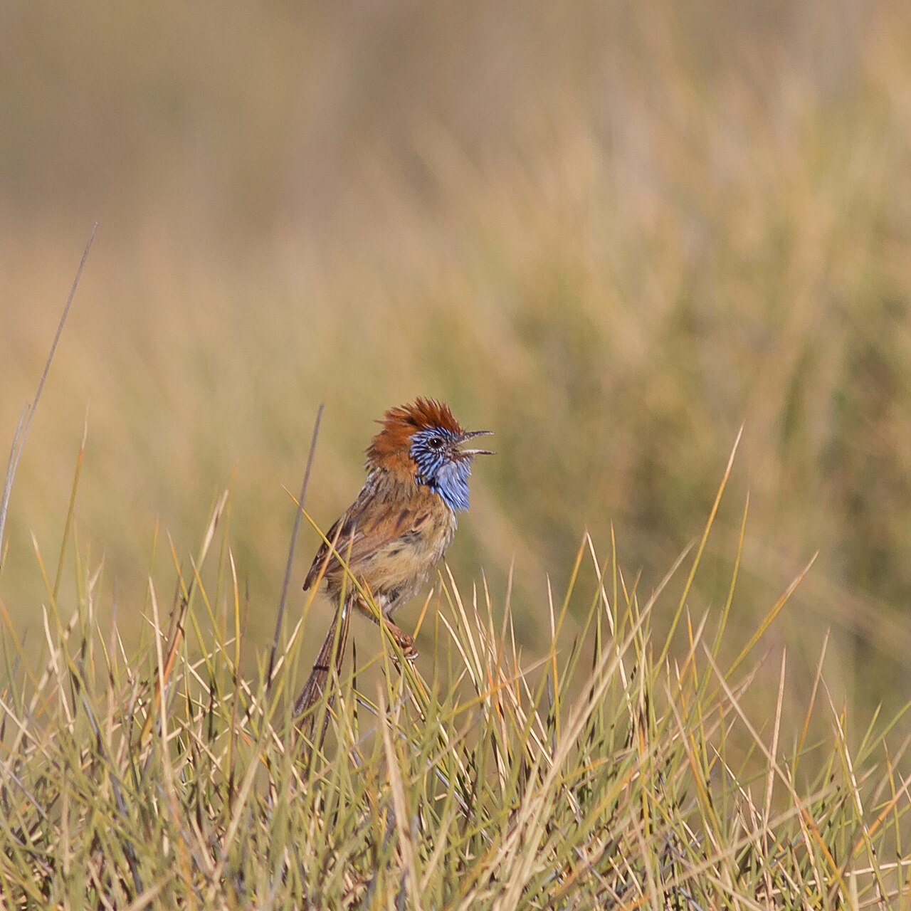Rufous-crowned Emu-wren (Stipiturus ruficeps)