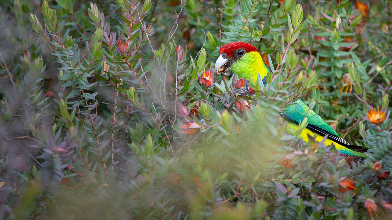 Perico capelo (Purpureicephalus spurius)