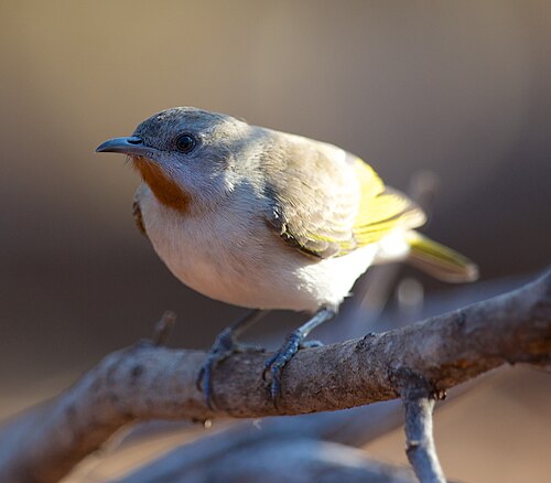 Roodkeelhoningeter (Conopophila rufogularis)