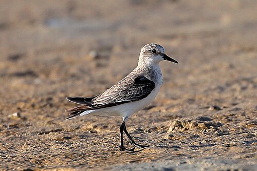 Roodkeelstrandloper (Calidris ruficollis)