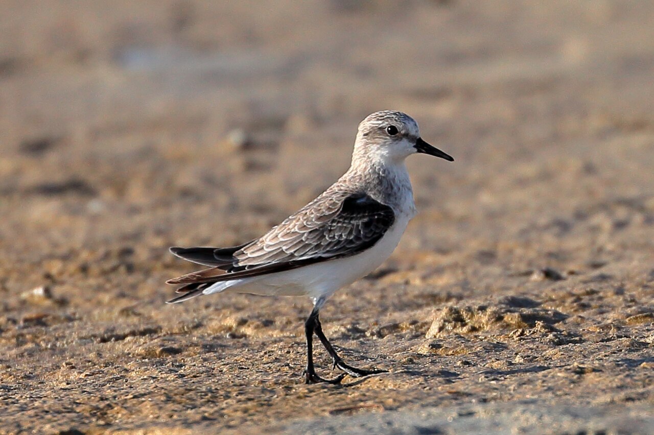 Red-necked Stint (Calidris ruficollis)