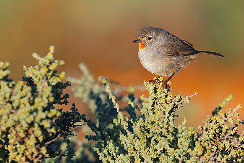 Roodkeelstruiksluiper (Pyrrholaemus brunneus)