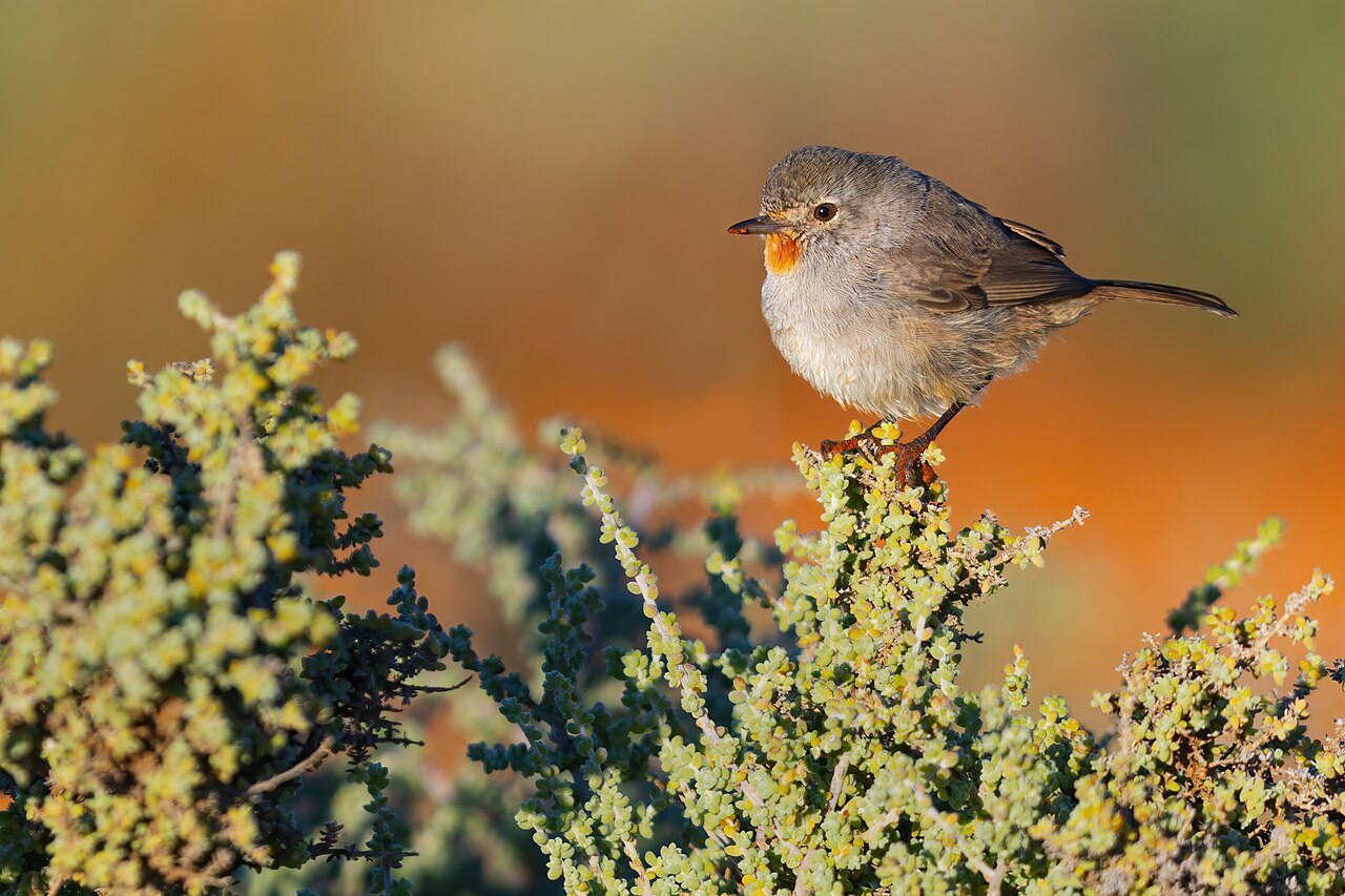 Redthroat (Pyrrholaemus brunneus)