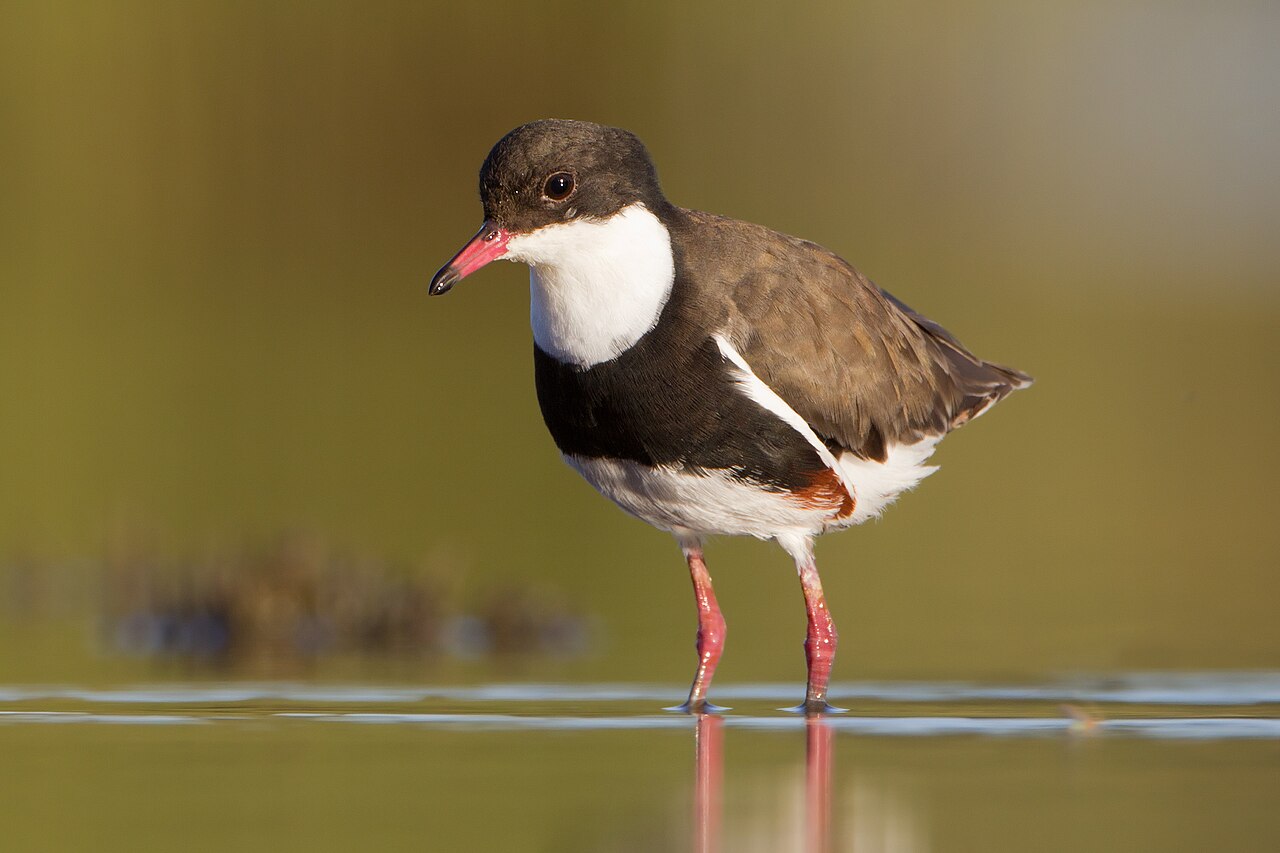 Roodknieplevier (Erythrogonys cinctus)