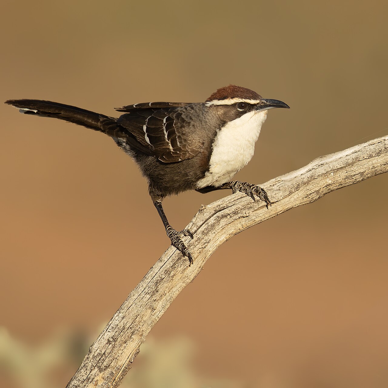 Gárrulo coronirrufo (Pomatostomus ruficeps)