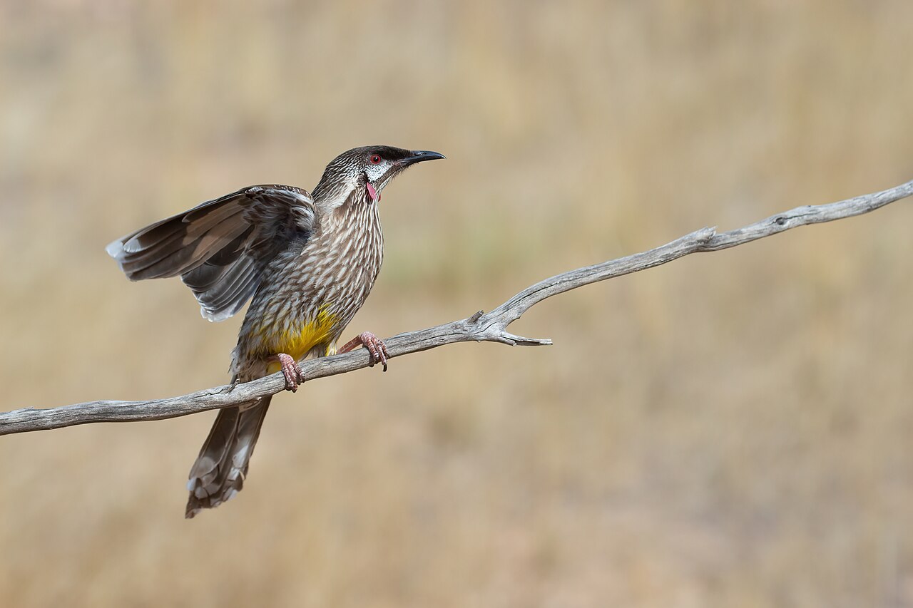 Red Wattlebird (Anthochaera carunculata)