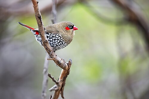 Roodoorastrild (Stagonopleura oculata)