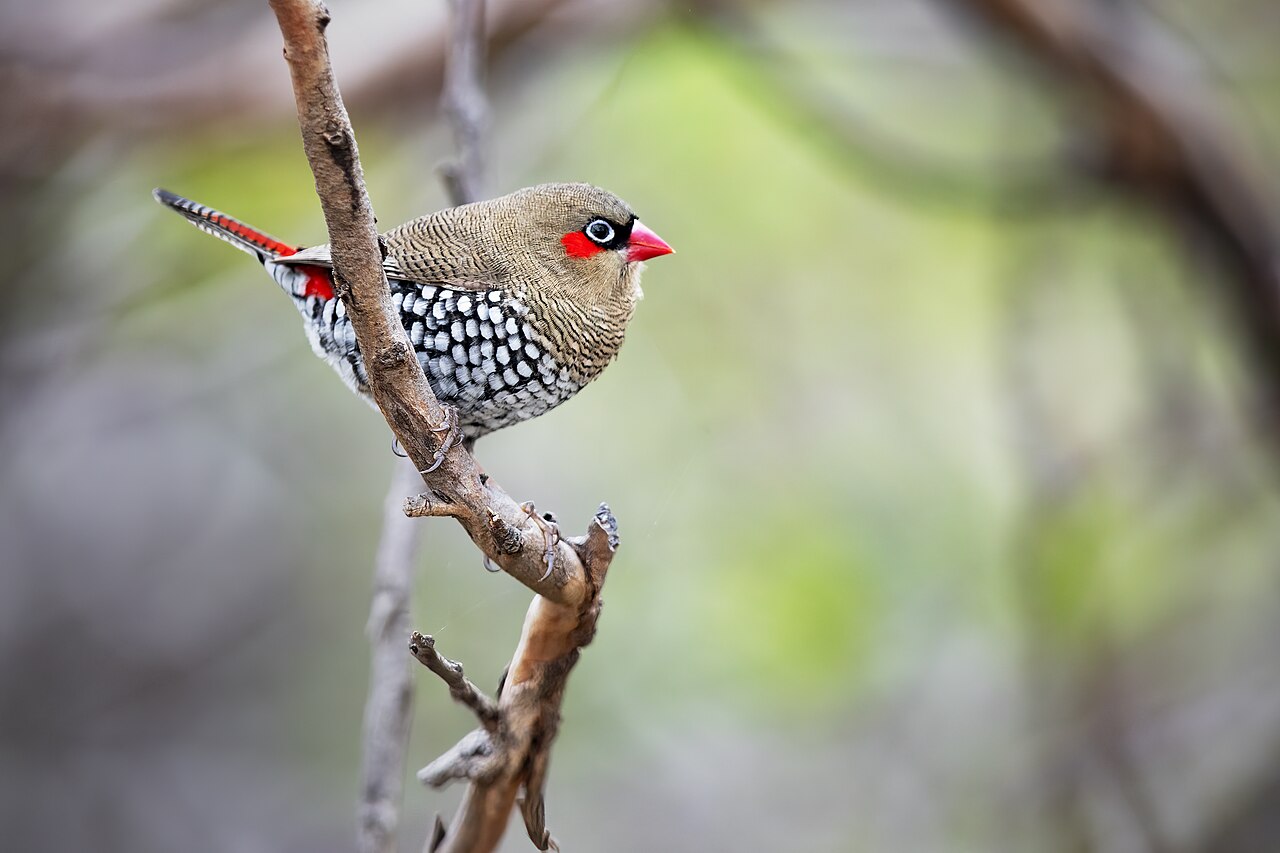 Roodoorastrild (Stagonopleura oculata)