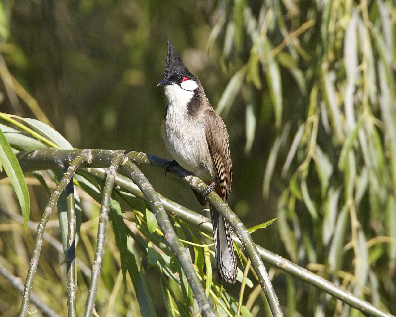 Red-whiskered Bulbul (Pycnonotus jocosus)